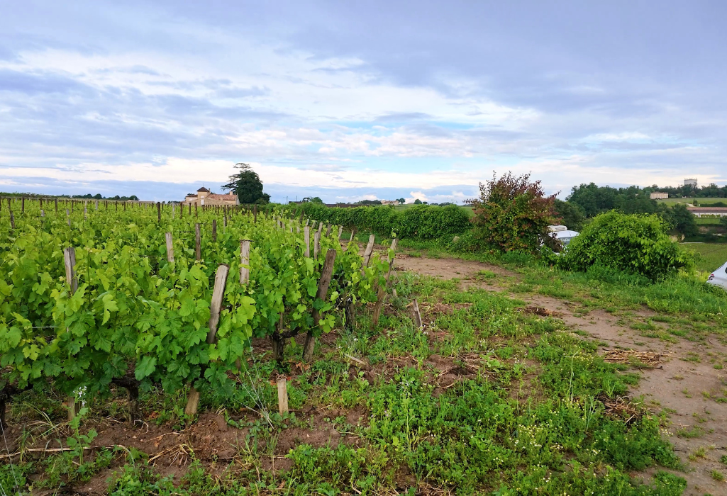 Wine Tour à Saint-Émilion : visite des petites propriétés cachées