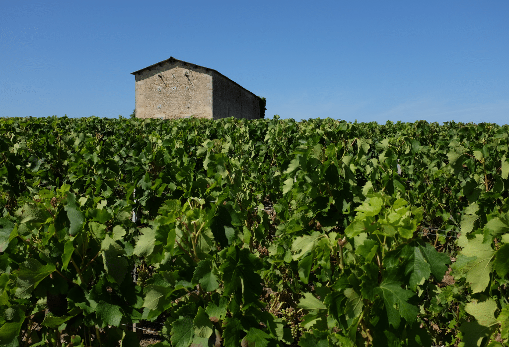 Wine Tour : visite de chais privés et dégustation exclusive de grands vins