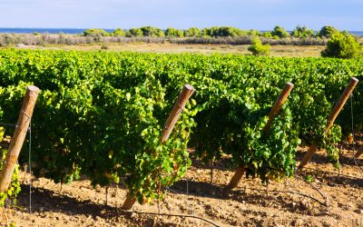 Wine Tour à Bordeaux : les vignobles bordelais qui allient œuvres d’art et grands crus