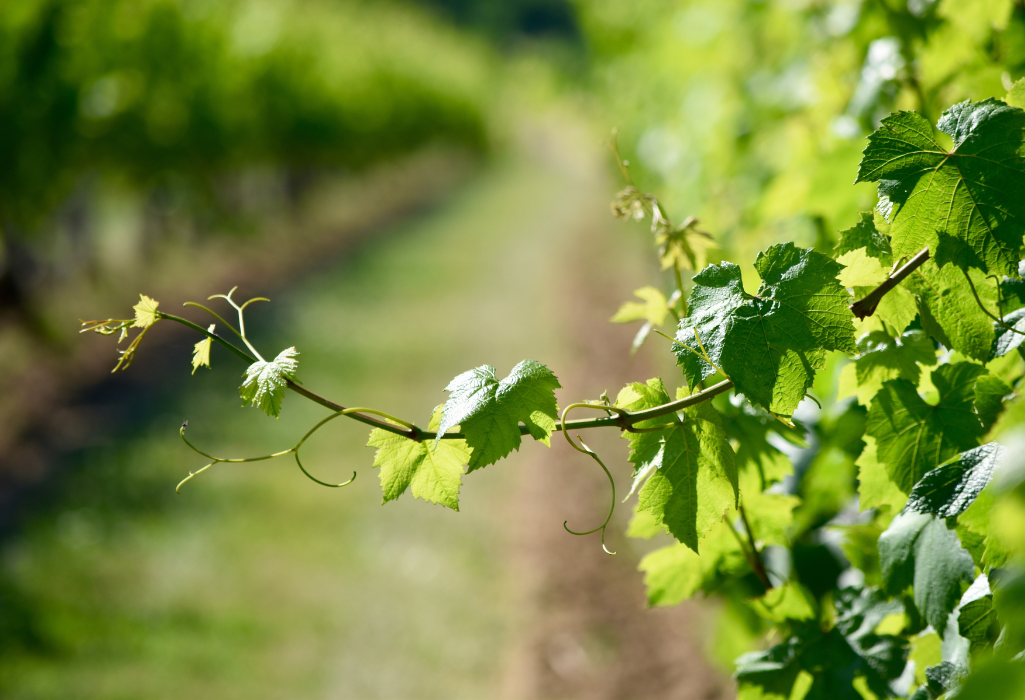 Wine Tour printemps