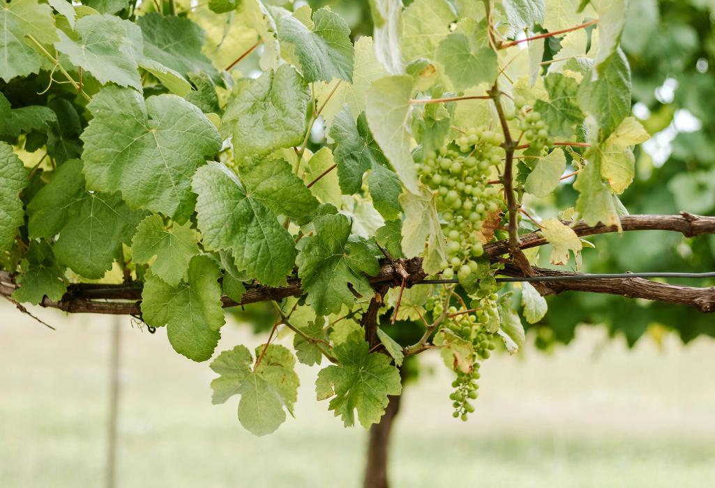 Wine Tour printemps