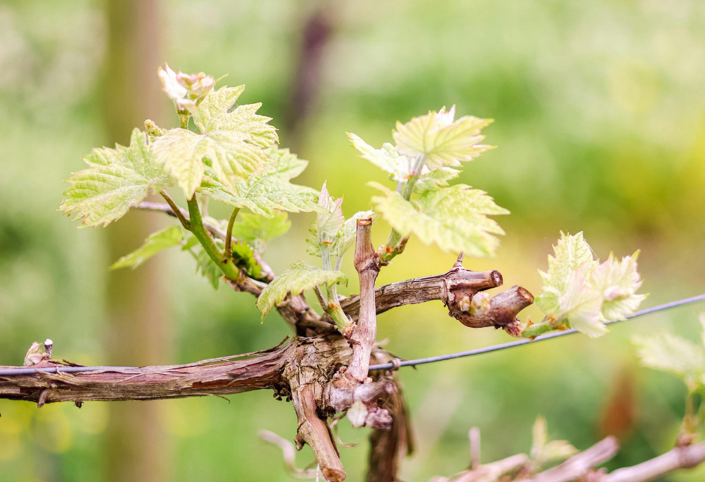 Wine Tour printemps