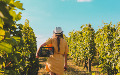 Wine Tour à Bordeaux : que choisir quand on vient des États-Unis