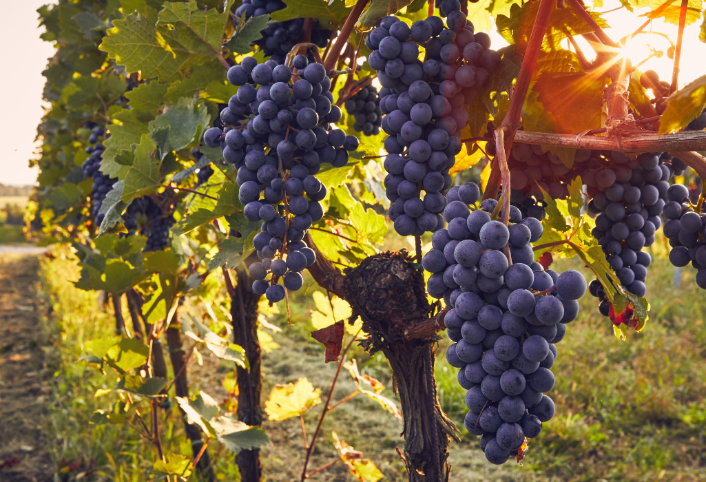 Quand organiser un Wine Tour à Bordeaux pour cet été ?