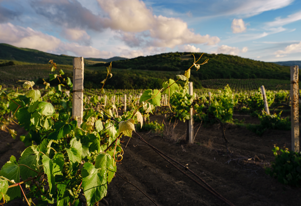 Quand organiser un Wine Tour à Bordeaux pour cet été ?