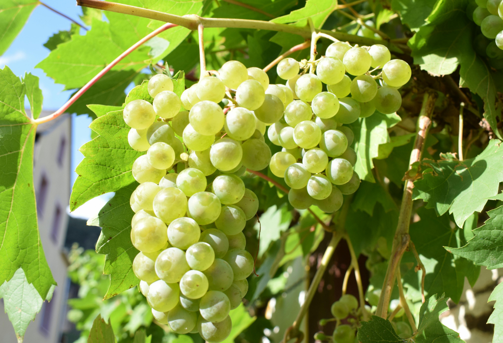 Quand organiser un Wine Tour à Bordeaux pour cet été ?