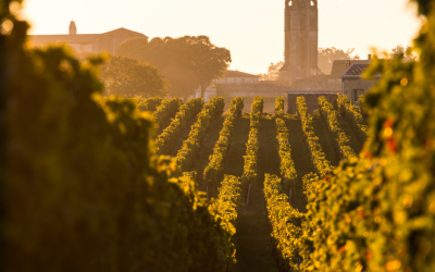 Vignobles bordelais : les histoires insolites derrière les grands crus